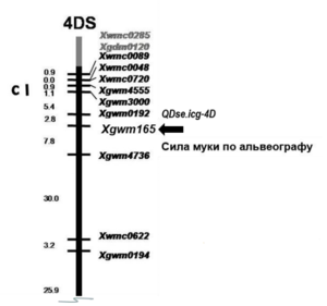 Положение на хромосоме 4D локуса, ассоциированного с уникальными физическими свойствами муки сорта Саратовская 29 (Shchukina et al. 2018)